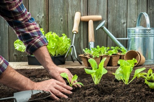Customized lawn care plans in Wembley
