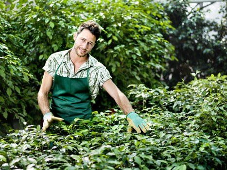 Seasonal garden clearance tips